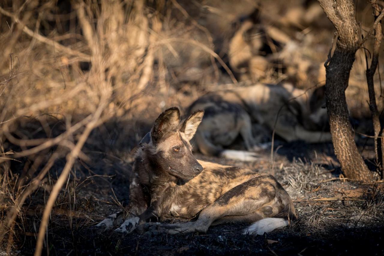 Nkuhlu Tented Camp Skukuza Eksteriør bilde