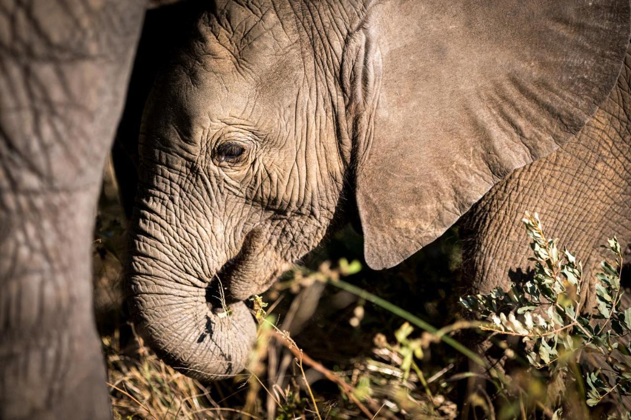 Nkuhlu Tented Camp Skukuza Eksteriør bilde