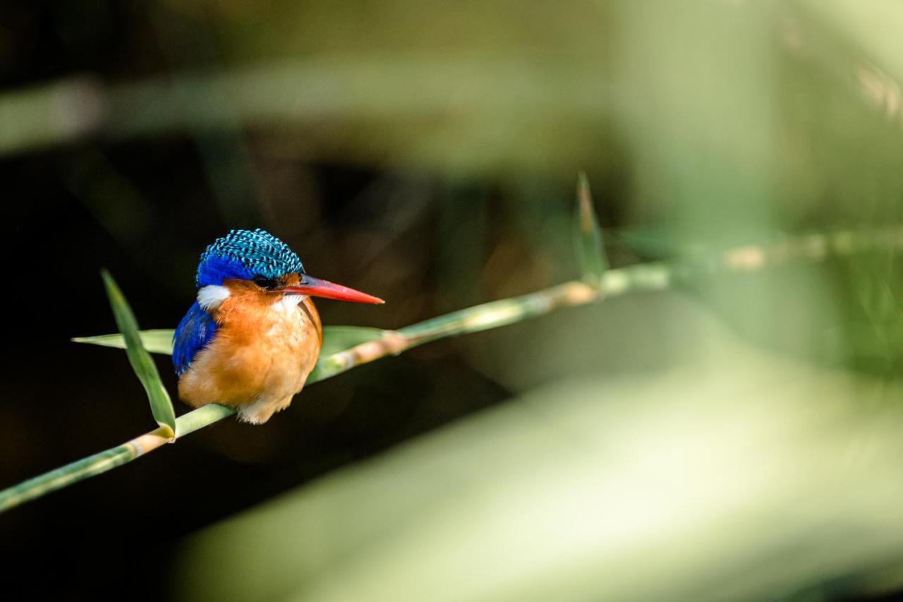 Nkuhlu Tented Camp Skukuza Eksteriør bilde