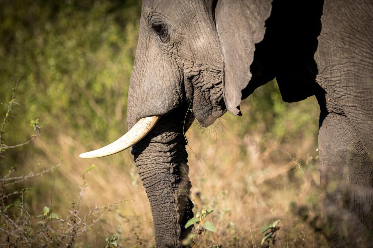 Nkuhlu Tented Camp Skukuza Eksteriør bilde