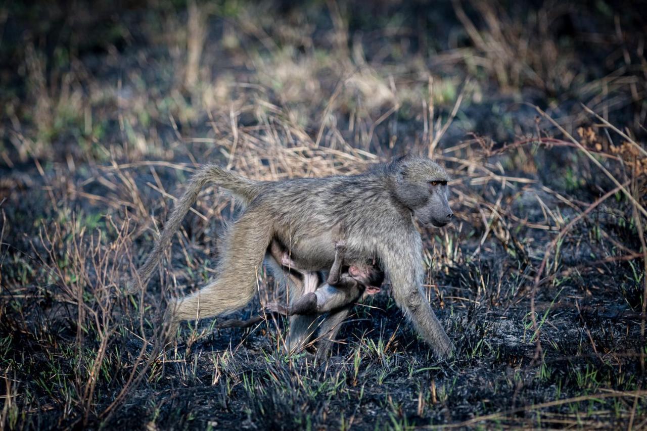 Nkuhlu Tented Camp Skukuza Eksteriør bilde