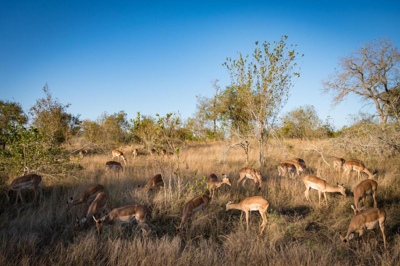 Nkuhlu Tented Camp Skukuza Eksteriør bilde